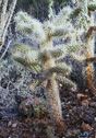 Opuntia bigelovii